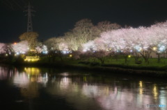 富岩運河沿い夜桜