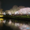 富岩運河沿い夜桜