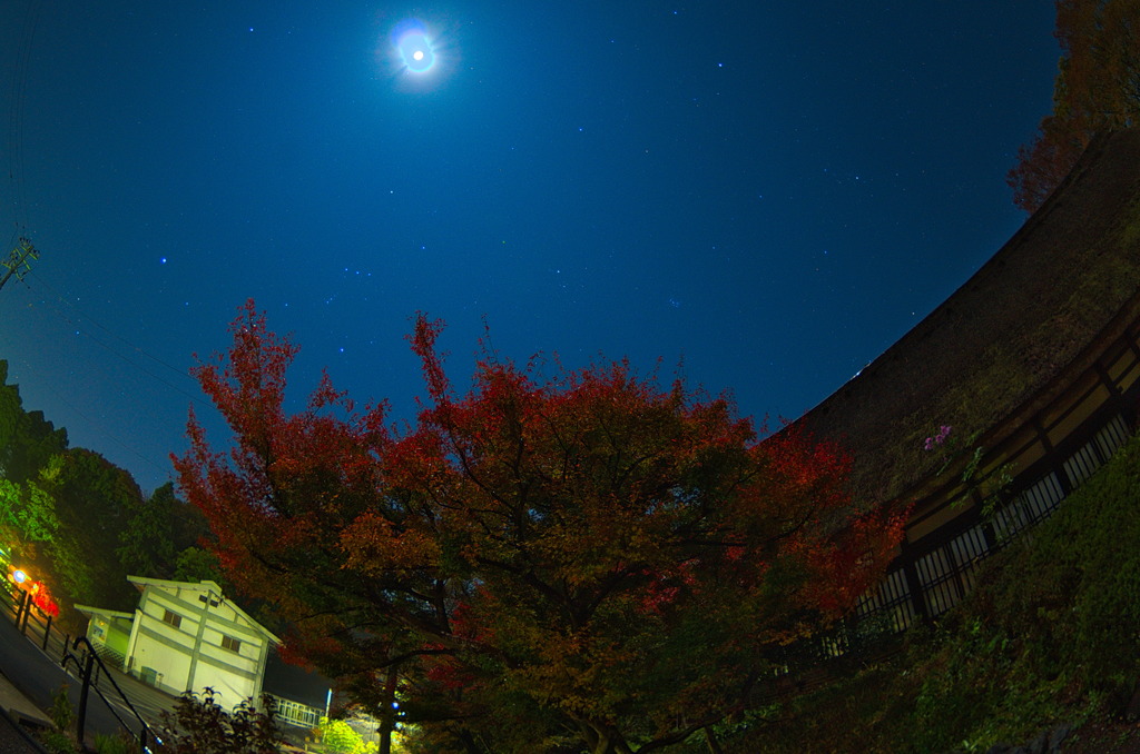 深夜徘徊紅葉編