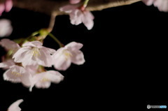 夜桜2