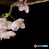 夜桜2