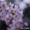 夜桜