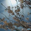 月夜桜