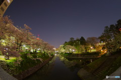 松川夜桜