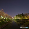 松川夜桜
