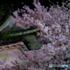 夜桜3