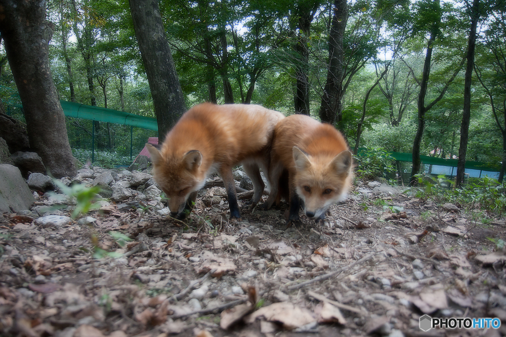 蔵王キツネ村