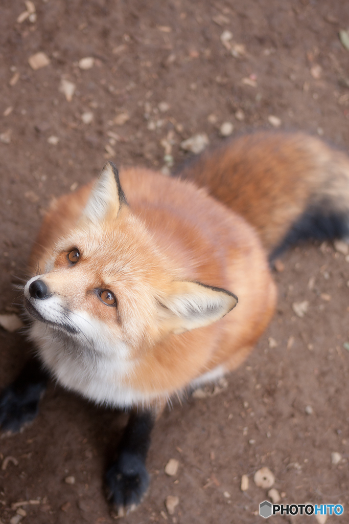 蔵王キツネ村