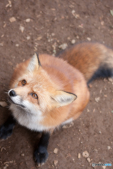 蔵王キツネ村