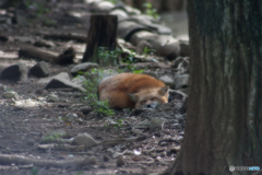 蔵王キツネ村