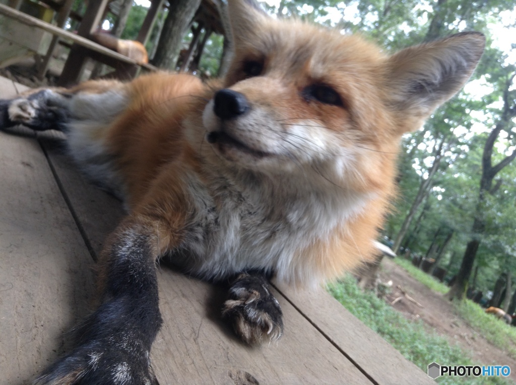 蔵王キツネ村