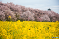 権現堂 千本桜