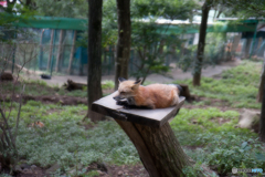 蔵王キツネ村