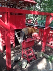 蔵王キツネ村