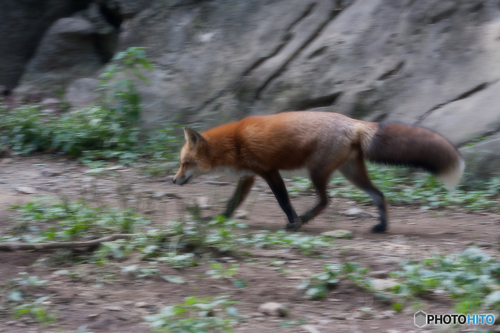蔵王キツネ村