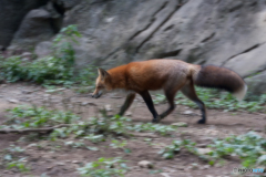 蔵王キツネ村