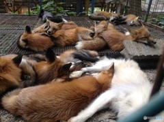 蔵王キツネ村