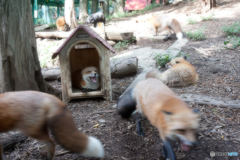 蔵王キツネ村