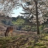 桜と鹿