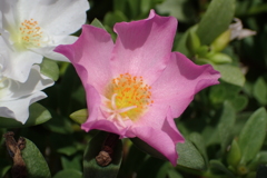 夏の花１