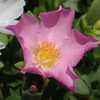 夏の花１