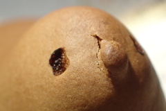 たべないで・・・・・