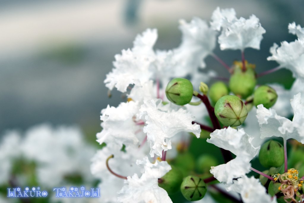 20160823白い花001