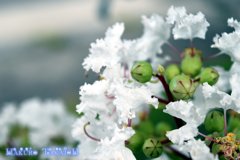 20160823白い花001