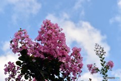 20160823ピンクの花001