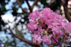 20160823ピンクの花002