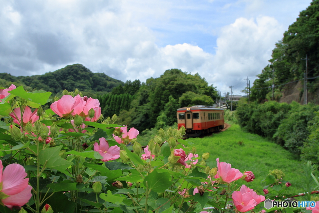 ムクゲといすみ鉄道