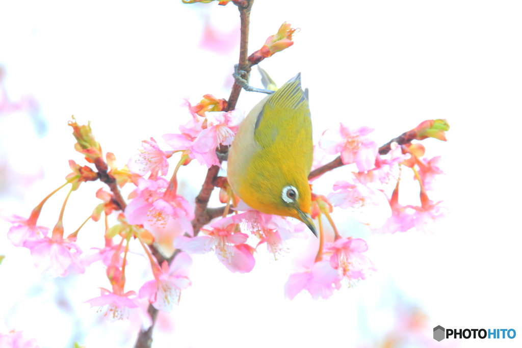 早咲きの河津桜