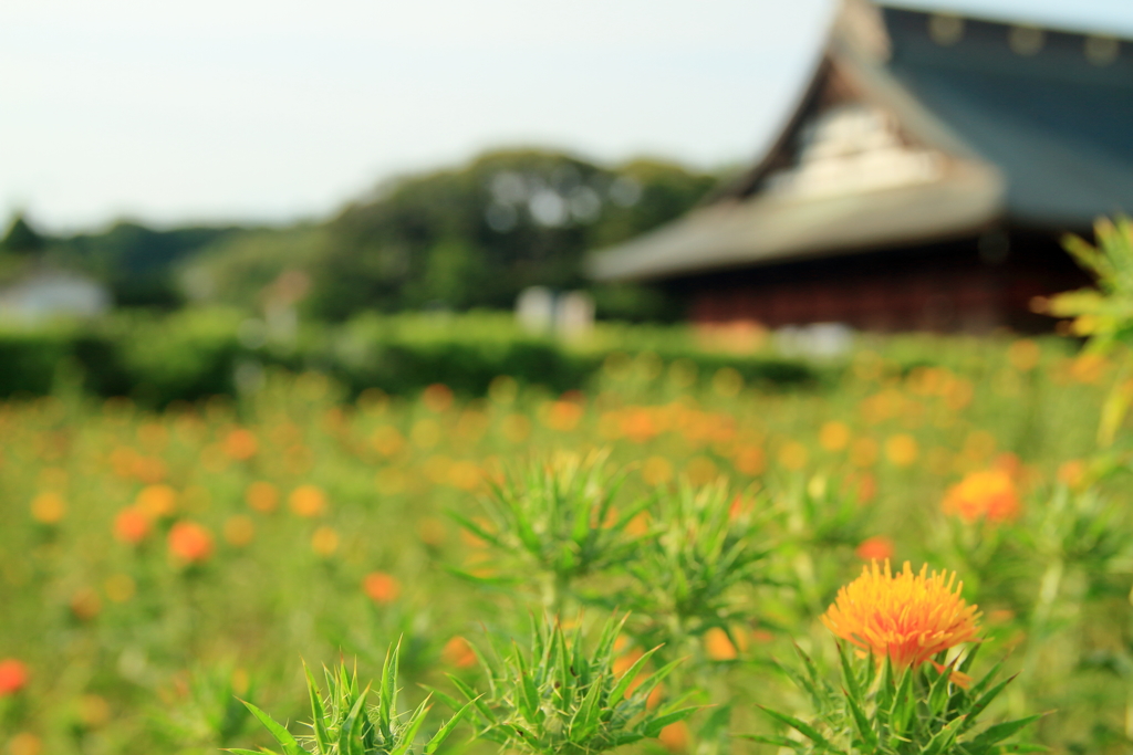 紅花