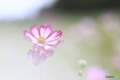 ふんわりと