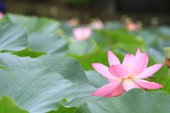 千葉公園