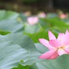 千葉公園