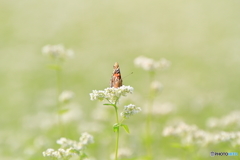 蕎麦の花