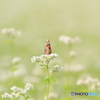 蕎麦の花