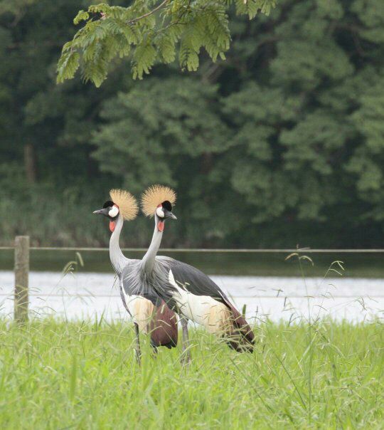 カンムリヅル