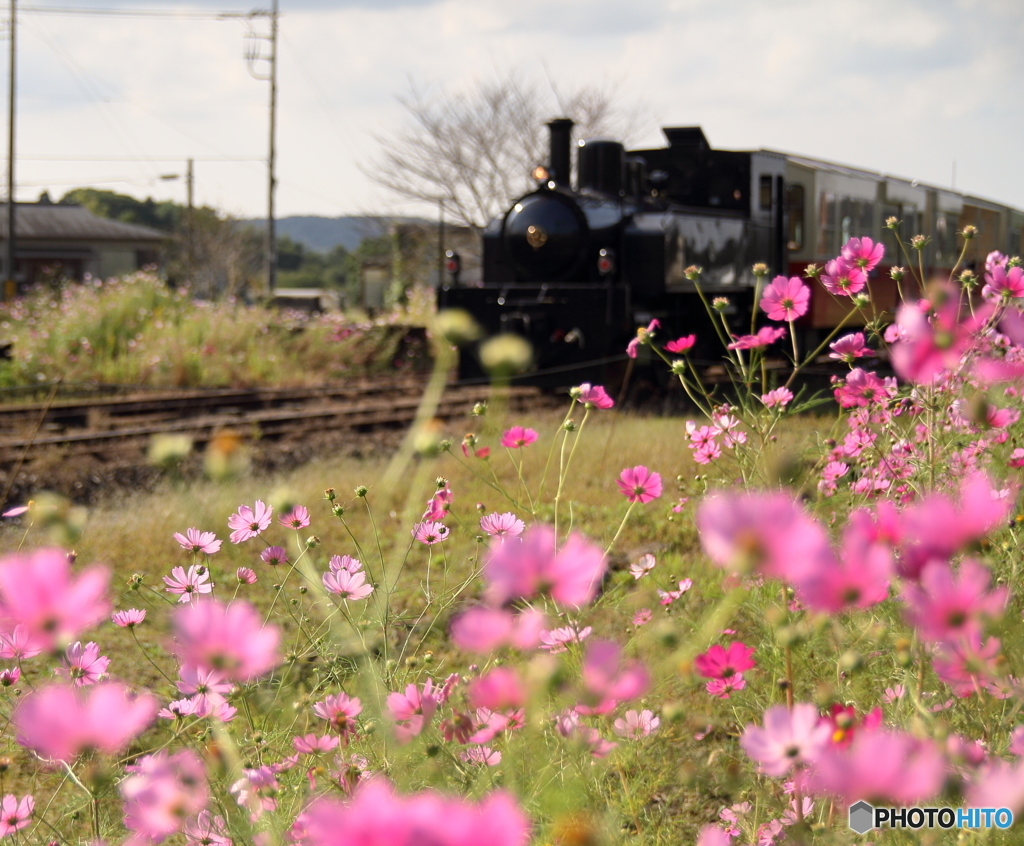 里山トロッコ列車