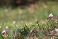 泉自然公園