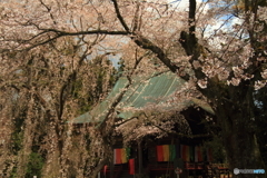 春の日に③