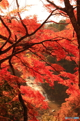 紅葉越しの滝