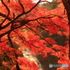 紅葉越しの滝