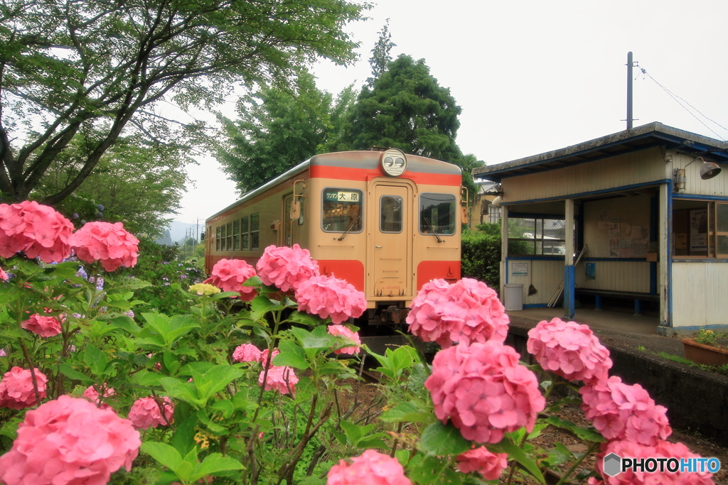紫陽花列車