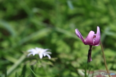 泉自然公園