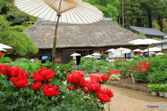芍薬