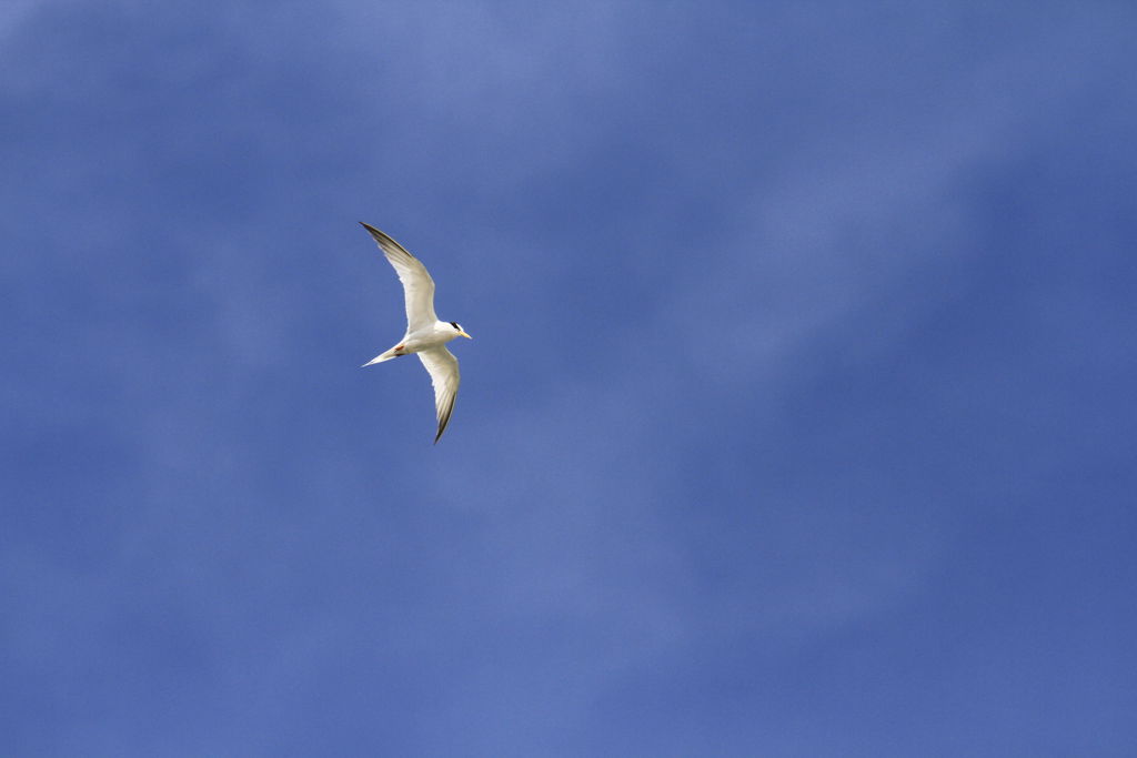 夏の空