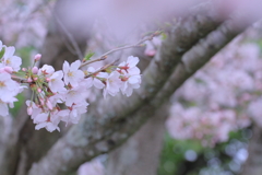 散る前に