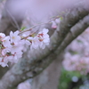 散る前に
